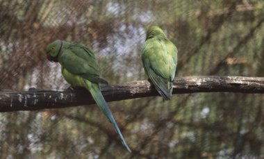 İki papağan ağaçta oturuyor. Bulanık arka planda