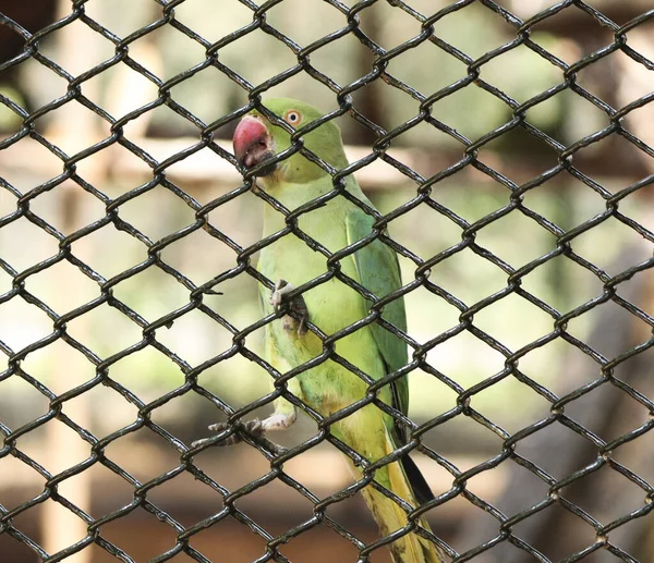 Dentro Rede Arame Papagaio Verde Com Fundo Desfocado — Fotografia de Stock