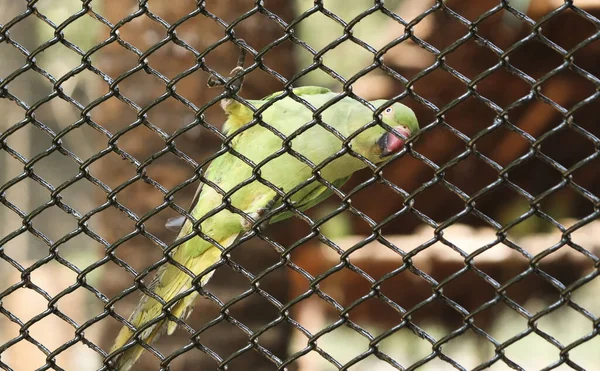 Tel Ağın Içinde Yeşil Bir Papağan Var Bulanık Arkaplanlı — Stok fotoğraf