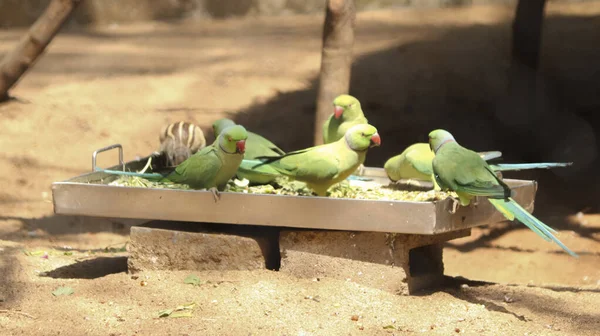 Uma Manada Papagaios Verdes Come Comida Fundos Desfocados — Fotografia de Stock