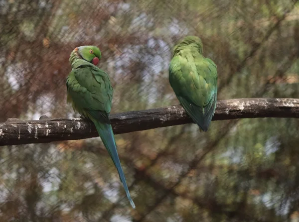 Dos Loros Están Sentados Árbol Sobre Fondos Borrosos —  Fotos de Stock