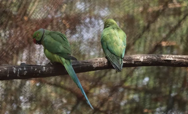 Dois Papagaios Estão Sentados Árvore Fundos Desfocados — Fotografia de Stock