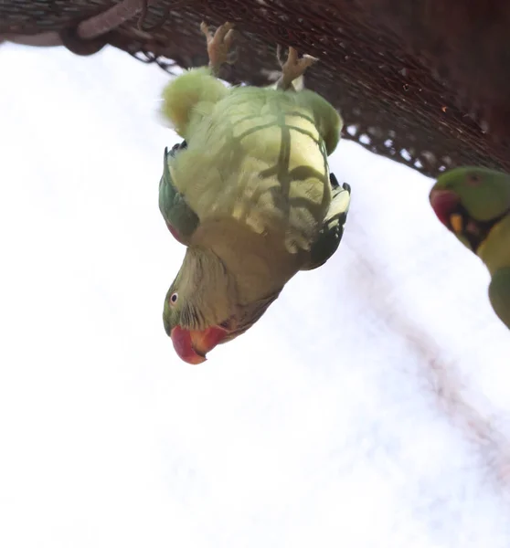 Lalu Burung Beo Hijau Tergantung Terbalik Dengan Latar Belakang Kabur — Stok Foto