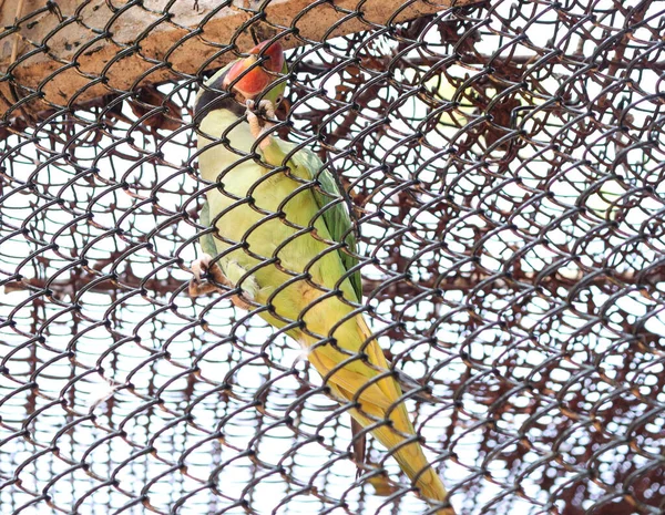 Dalam Jaring Kawat Ada Burung Beo Hijau Dengan Latar Belakang — Stok Foto