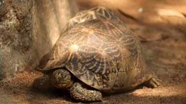 Yıldız kaplumbağası yere indi. Bulanık arka planda