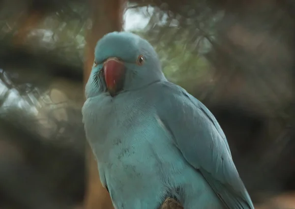 Azurově Zbarvený Papoušek Nádherný Pohled — Stock fotografie