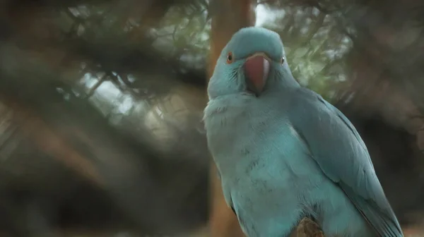 Папуга Блакитного Кольору Чудово Виглядає — стокове фото