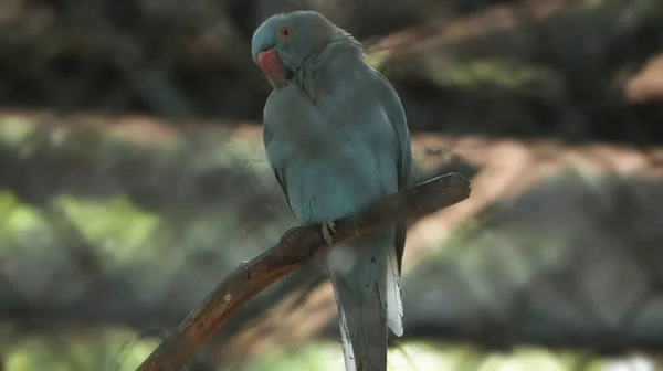 Cyan Colored Parrot Sitting Tree Beautiful Look — Stock Photo, Image