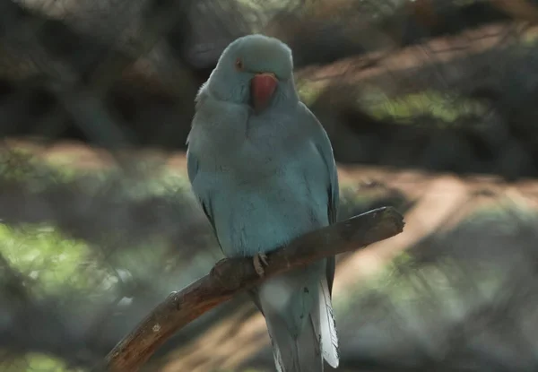 Papuga Kolorze Cyjanu Siedzi Drzewie Pięknie Patrzeć — Zdjęcie stockowe