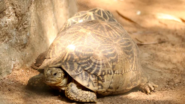 Star Tortoise Ground Blurred Backgrounds — Stock Photo, Image