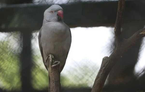 Loro Gris Está Sentado Árbol Hermoso Mirarlo —  Fotos de Stock