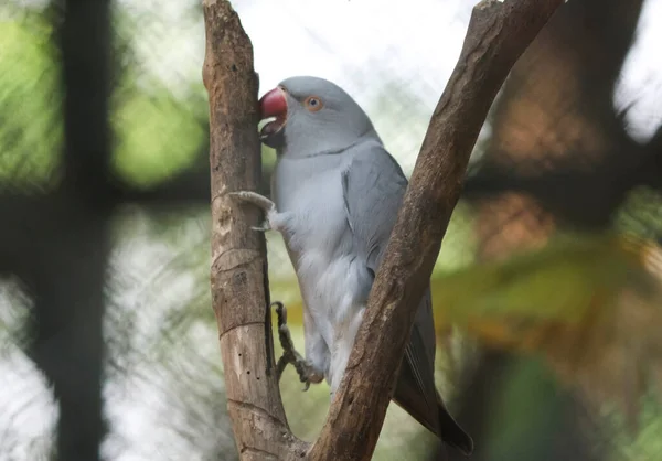 Papagaio Cinzento Está Sentado Numa Árvore Bonito Olhar Para — Fotografia de Stock