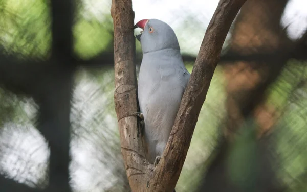 Der Graupapagei Sitzt Auf Einem Baum Ist Schön Anzusehen — Stockfoto