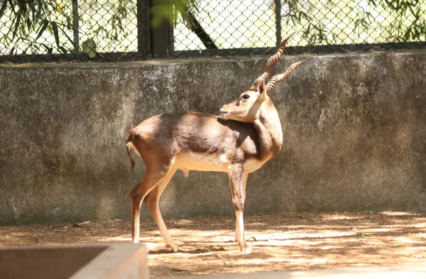 Blackbuck Indian Antelope Hermoso Ciervo Está Pie Sobre Fondos Borrosos — Foto de Stock