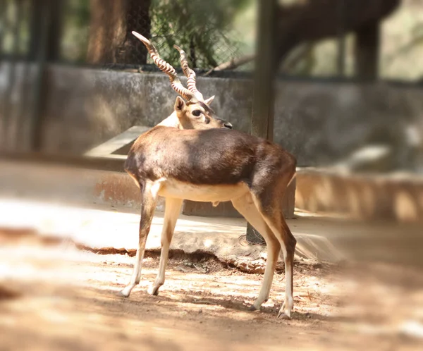 Blackbuck Indian Antelope Hermoso Ciervo Está Pie Sobre Fondos Borrosos — Foto de Stock
