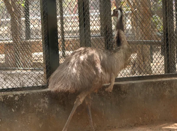 Ostrich Piękne Rozmytych Tłach — Zdjęcie stockowe