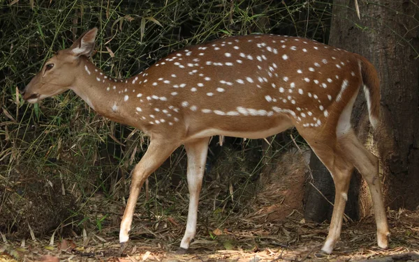 Chital Spotted Deer Chital Επίσης Γνωστό Spotted Ελάφι Θέμα Είναι — Φωτογραφία Αρχείου