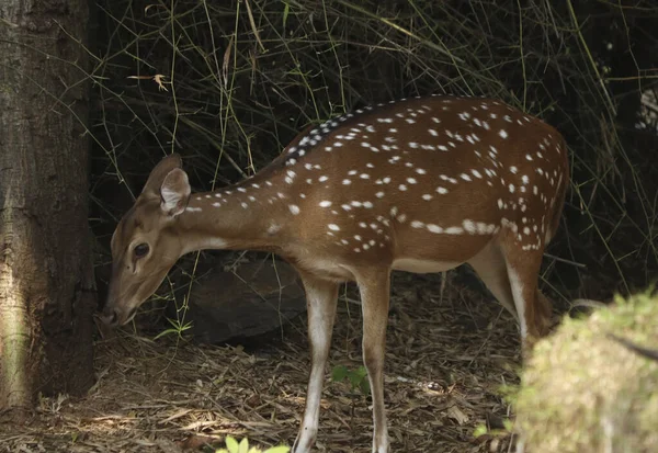Chital Spotted Deer Chital Also Known Spotted Deer Point Herd — Stock Photo, Image