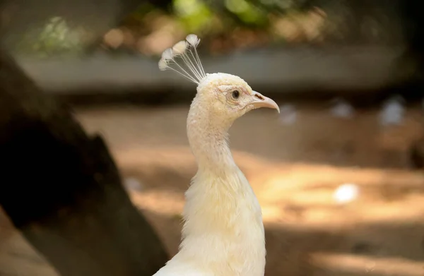 Güzel Beyaz Tavus Kuşu Boynu Muhteşem Bulanık Arkaplan — Stok fotoğraf