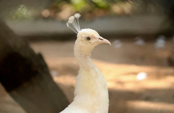 Belo Pavão Branco Seu Pescoço Lindo Com Fundo Desfocado — Fotografia de Stock