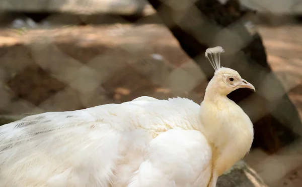 Hermoso Pavo Real Blanco Cuello Precioso Con Fondo Borroso — Foto de Stock