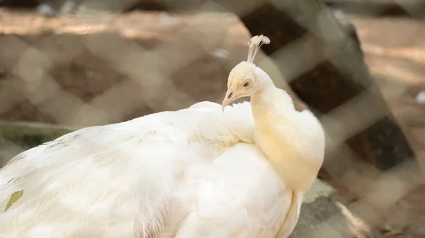漂亮的白色孔雀它的脖子很漂亮 背景模糊 — 图库照片