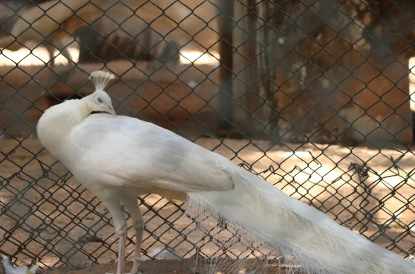 美しい白い孔雀その首は豪華なです 背景がぼけていて — ストック写真