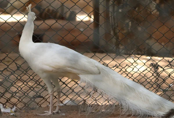 Hermoso Pavo Real Blanco Cuello Precioso Con Fondo Borroso — Foto de Stock