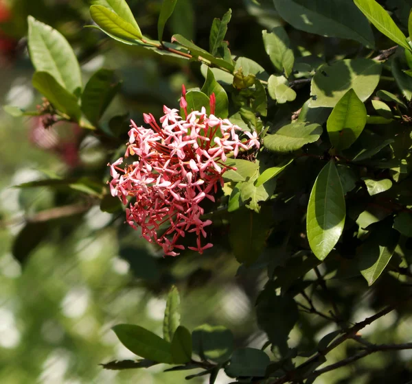 Flor Color Rosa Liso Planta Con Fondo Borroso — Foto de Stock