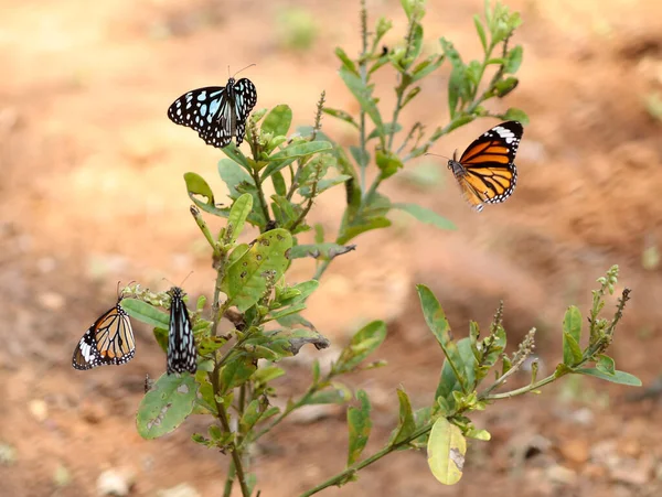 Borboleta Está Planta Com Fundo Desfocado — Fotografia de Stock