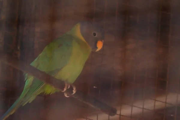Zielona Papuga Siedzi Drzewie Ciemnej Okolicy Rozmytym Tłem — Zdjęcie stockowe