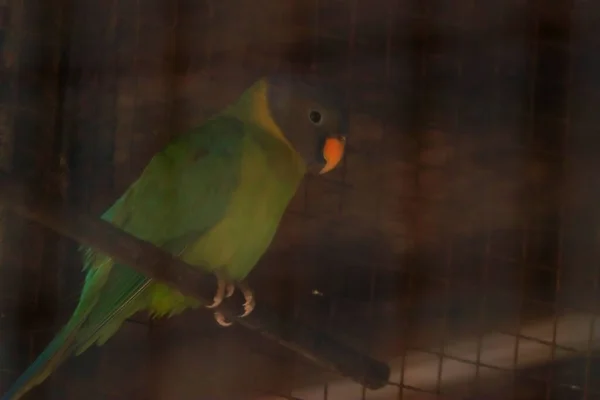 Zielona Papuga Siedzi Drzewie Ciemnej Okolicy Rozmytym Tłem — Zdjęcie stockowe