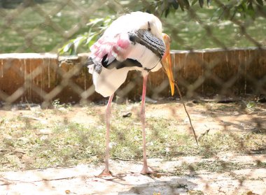 Leylek boyalı doğa kuşları. Sopayı ağzında taşır ve taşır.