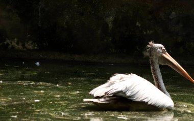 Sudaki pelikan kuşu. bulanık arkaplan