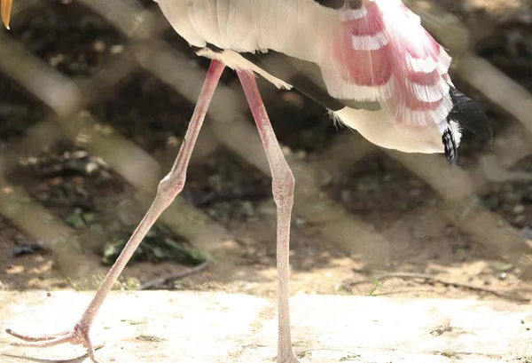 Boyanmış Leylek Boyalı Doğa Kuşları Bacağı Bulanık Arkaplan — Stok fotoğraf
