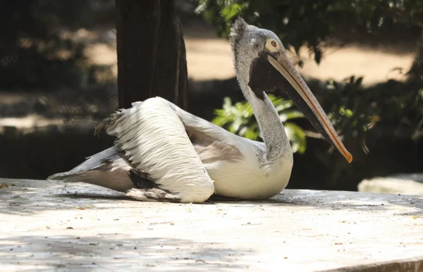 大きなペリカン鳥が地面に座っている ぼやけた背景で — ストック写真