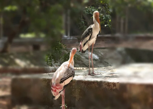 Malowane Bociany Malowane Bociany Ptaków Natury Rozmytym Tłem — Zdjęcie stockowe