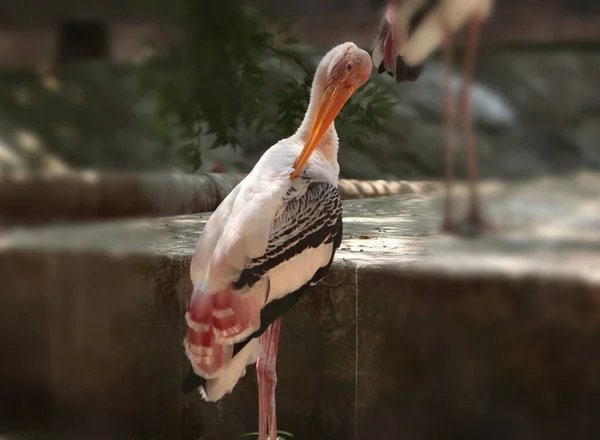 Målade Stork Målade Stork Natur Fåglar Med Suddig Bakgrund — Stockfoto