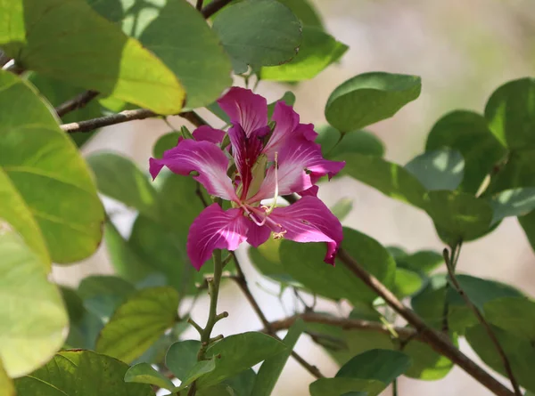 Bauhinia Ανθίζει Εικόνα Εικόνα Από Πέταλο Επικονίαση Ροζ Χρώμα Λουλούδι — Φωτογραφία Αρχείου