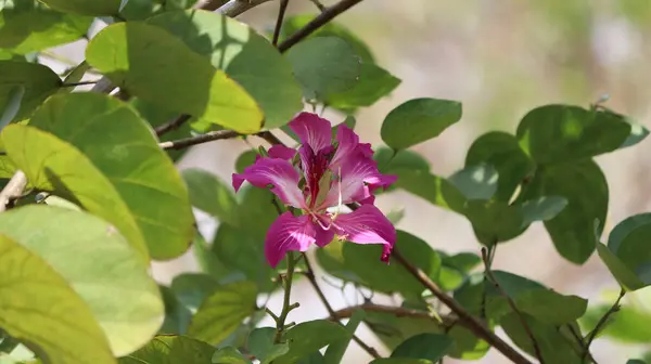 Imagen Flor Bauhinia Imagen Pétalo Flor Color Rosa Polinización Hermoso — Foto de Stock