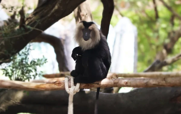 Lion Tailed Macaque Assis Dans Arbre Singe Noir Avec Fond — Photo