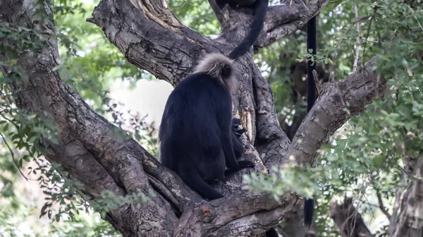 León Cola Macaco Sentarse Árbol Mono Negro Con Fondo Borroso —  Fotos de Stock