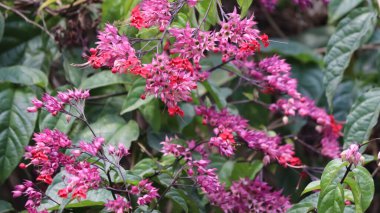 Bitkinin üzerinde pembe kağıt bir çiçek var. Soluk yeşil bir arkaplanda