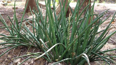 Yeşil bitki. Arkaplanı bulanık