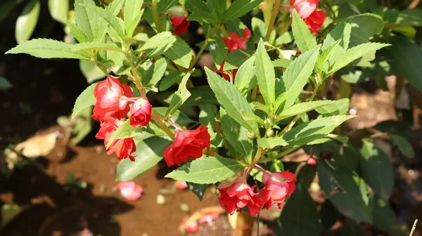 Plant Ontluikende Rode Roos Bloem Plant Met Wazige Achtergrond — Stockfoto