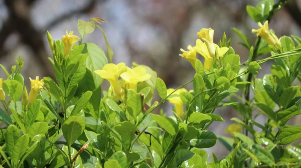 Flor Amarilla Recién Florecida Planta Con Fondo Borroso — Foto de Stock