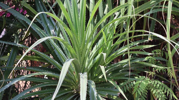 Kewra Pandanus Fiore Thazhampoo Verde Naturale — Foto Stock