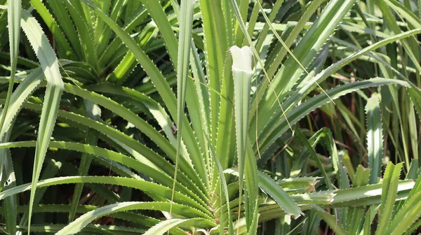 Kewra Pandanus Λουλούδι Thazhampoo Είναι Πράσινο Φυσικό — Φωτογραφία Αρχείου