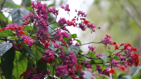 Bougainvillea Roze Papieren Bloem Plant Een Lichtgroene Achtergrond — Stockfoto