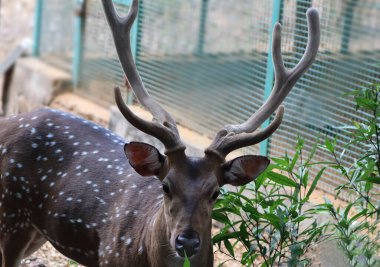 Chital Benekli Geyik, benekli geyik olarak da bilinir. Önemli olan geyik sürüsü.